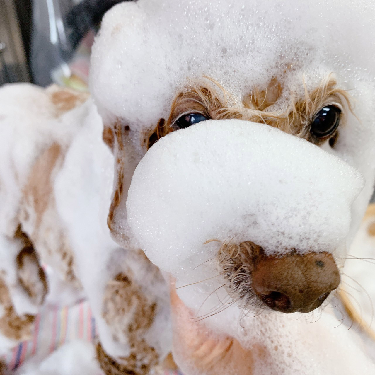 トリミング・エステ