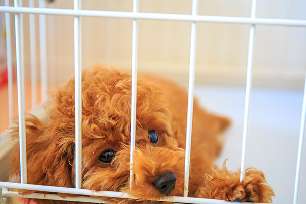 ペットホテル・一時預かり